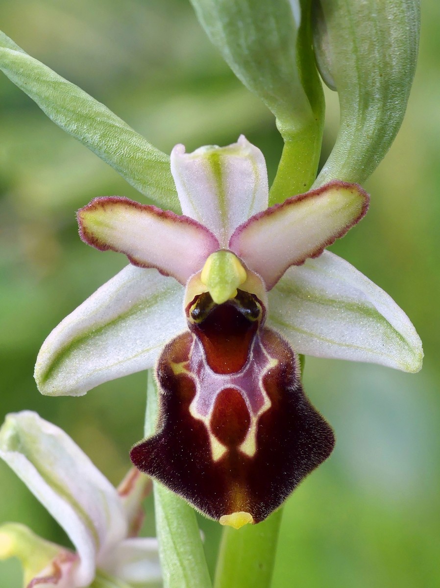 Ophrys exaltata subsp. montis-leonis e forme di variabilit nel Lazio, marzo e aprile 2018